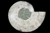 Agatized Ammonite Fossil (Half) - Madagascar #145214-1